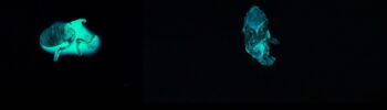Extrait d'une photo présentant plusieurs transplants bioluminescents réalisés par Jérémie Brugidou à l'occasion de son workshop "Transplantations conceptuelles La recherche-création en océans".