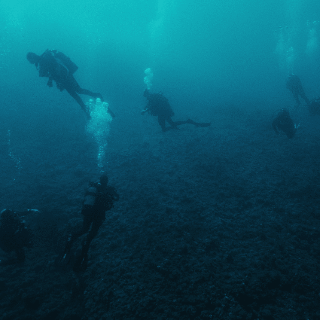 mare sapiens jeff silva